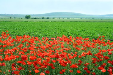 Field of poppies clipart