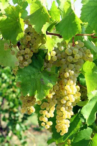 Vinhas de uva amarela em crescimento — Fotografia de Stock