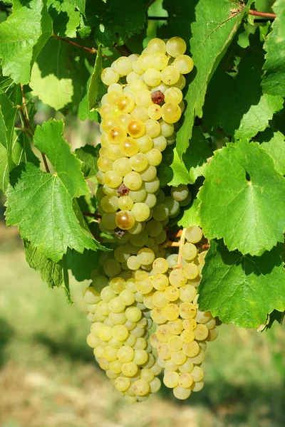 Żółty winorośli rośnie — Zdjęcie stockowe