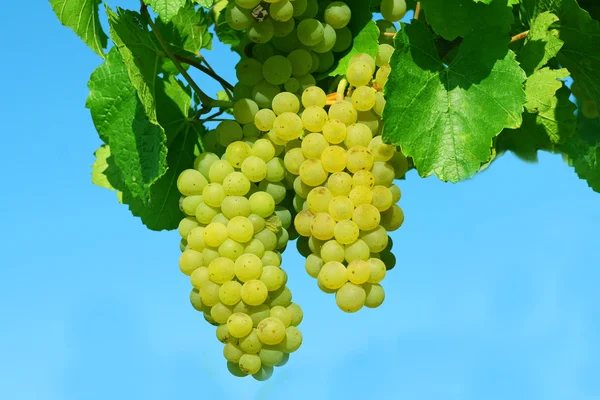 Gele wijnstokken groeien — Stockfoto