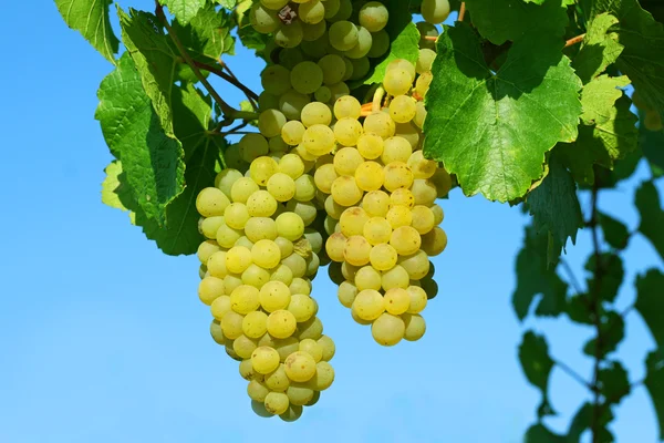 Желтые виноградные лозы — стоковое фото