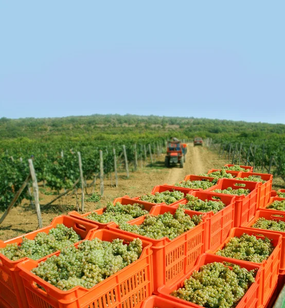 Colheita de uvas — Fotografia de Stock