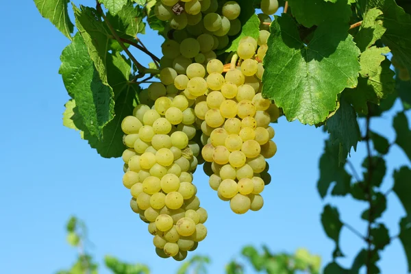 Gele wijnstokken groeien Stockfoto