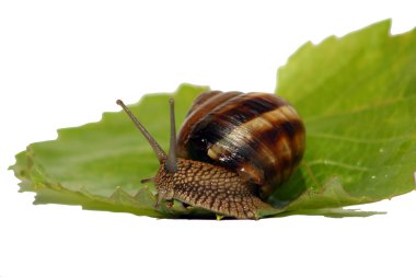 Snail vine with leaf isolated on a white clipart