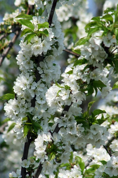 Tidigt på våren cherry blomma — Stockfoto