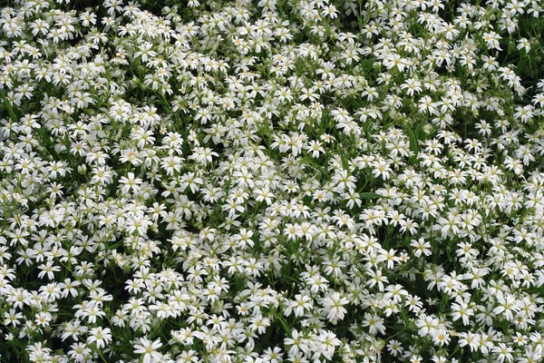 白春の花 — ストック写真
