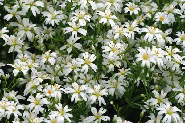 Stock image White spring flowers