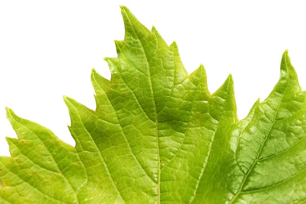 Gelen beyaz bir b izole asma yaprağı — Stok fotoğraf