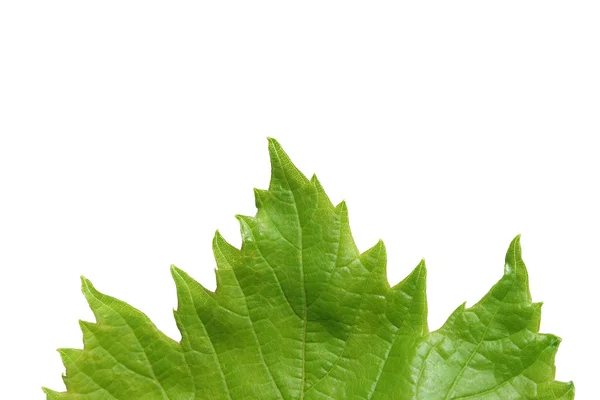 Gelen beyaz bir b izole asma yaprağı — Stok fotoğraf