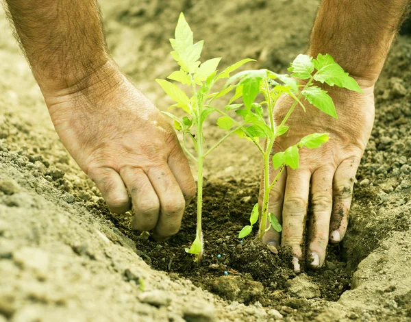 stock image Planting tomatoes in the garden