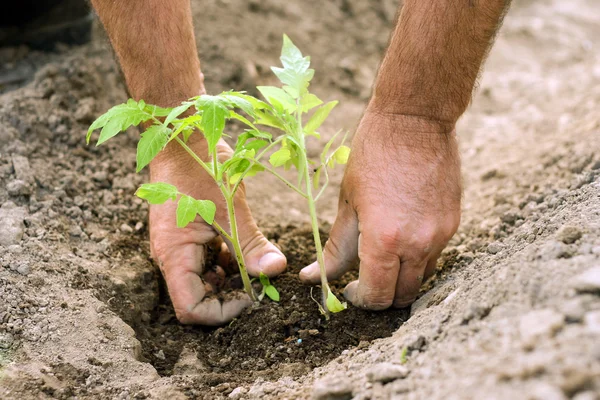 Stock image Planting tomatoes in the garden