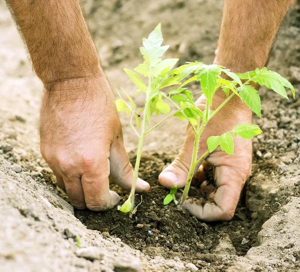 stock image Planting tomatoes in the garden