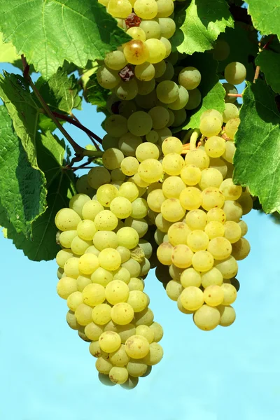 Ramo de uvas blancas —  Fotos de Stock
