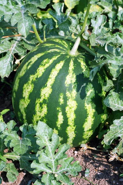 Wassermelone lizenzfreie Stockfotos