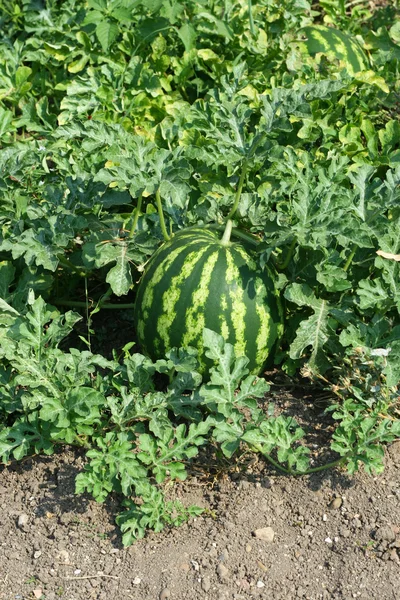 Wassermelonenfeld — Stockfoto
