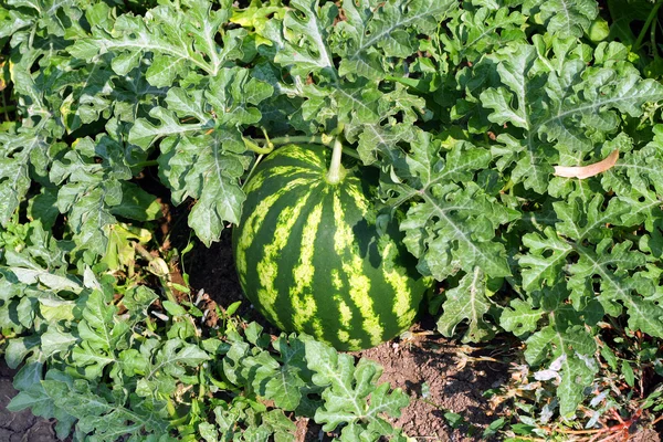 Wassermelonenfeld — Stockfoto