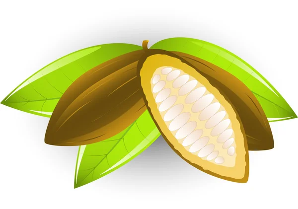 Cacao — Image vectorielle