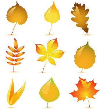 Autumn leaves clipart