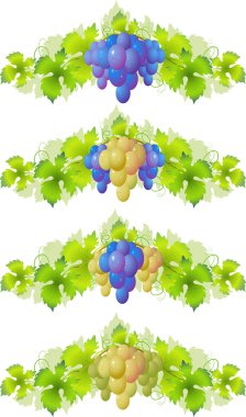 Vine. Design Element clipart