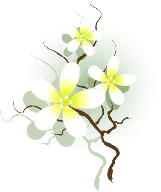 Branch with white flowers clipart