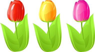 Three tulip clipart