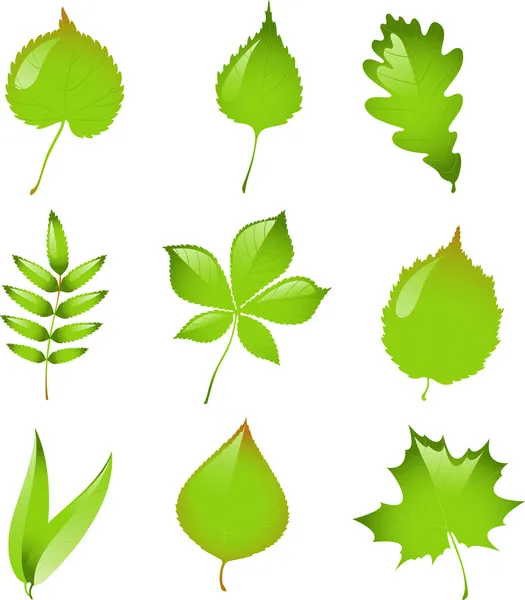 Ensemble de feuilles vectorielles isolées . — Image vectorielle