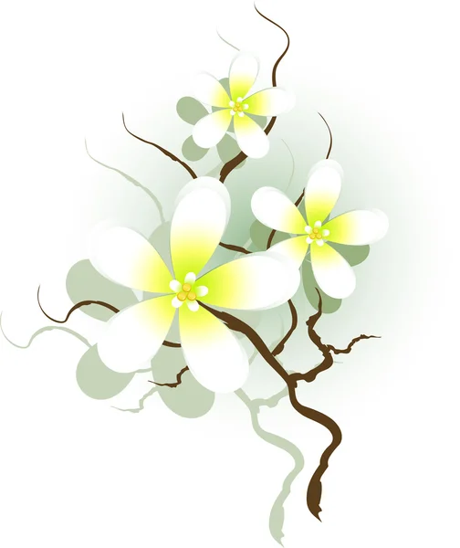 Гілка з білими квітами — стоковий вектор