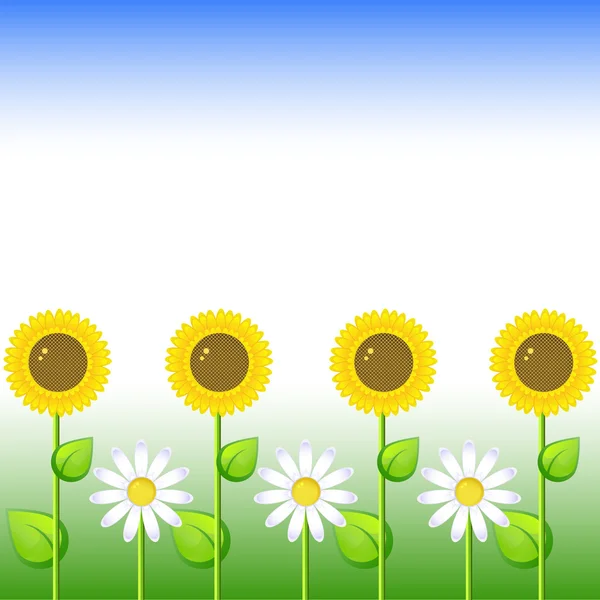 Hintergrund mit Sonnenblumen und Margerite — Stockvektor