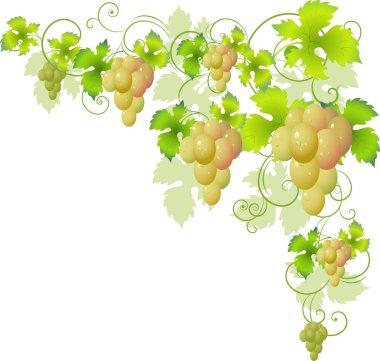 Decorative corner of the vine clipart