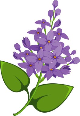 Lilac branch clipart