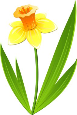 Narcissus flower clipart