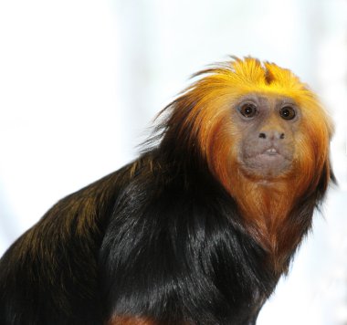 Golden-headed tamarin clipart