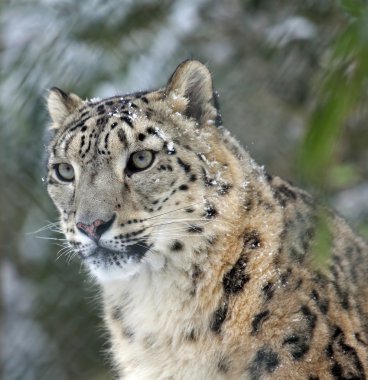 Snowleopard