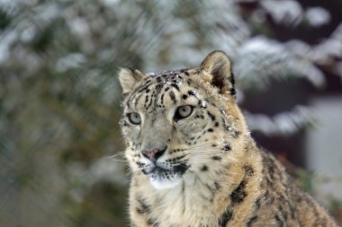 Snowleopard