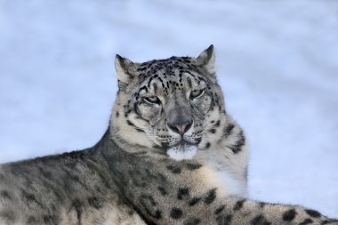 SnowLeopard clipart