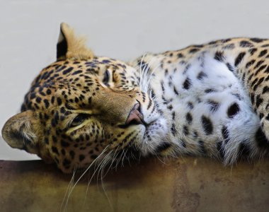 leopar