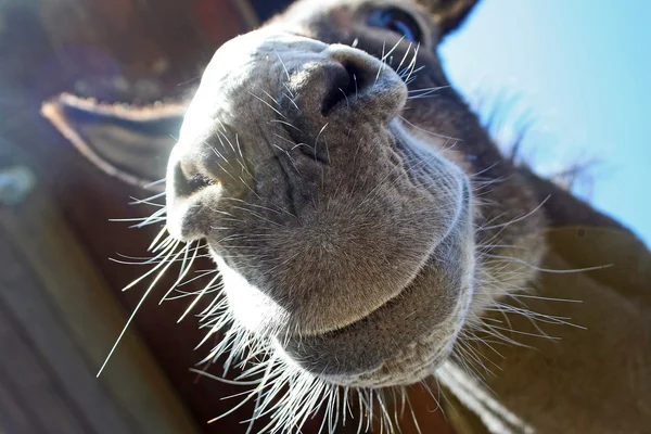 당나귀 — 스톡 사진