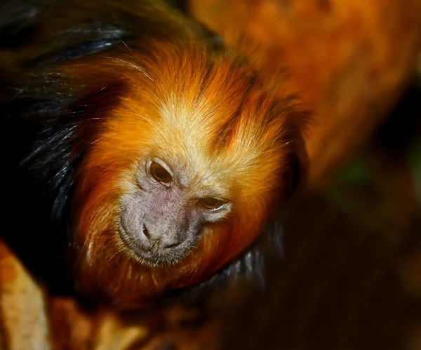 Gouden-headed tamarin — Stockfoto