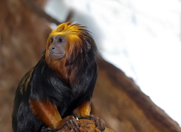 Altın başlı pembe maymun — Stok fotoğraf