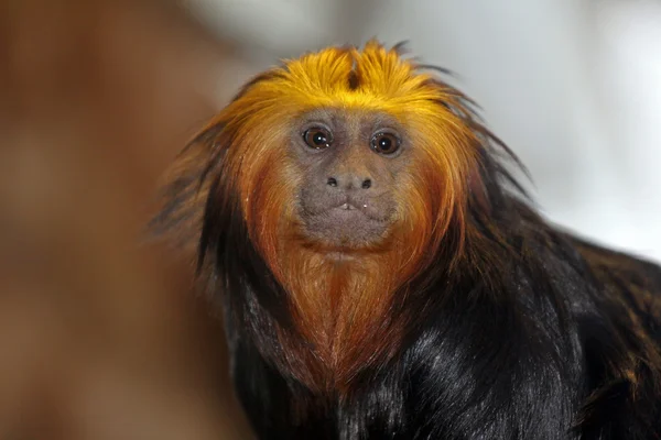 Altın başlı pembe maymun — Stok fotoğraf