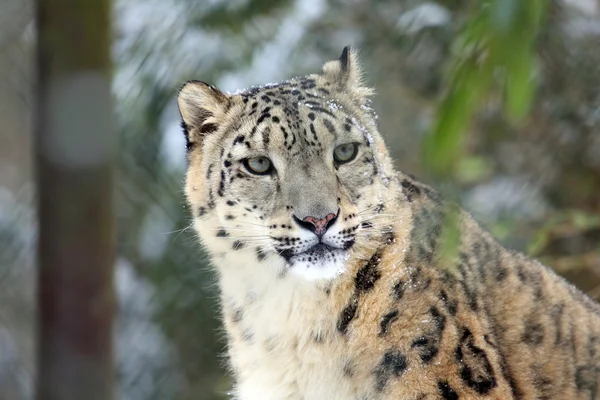 Snowleopard — Stock Photo, Image