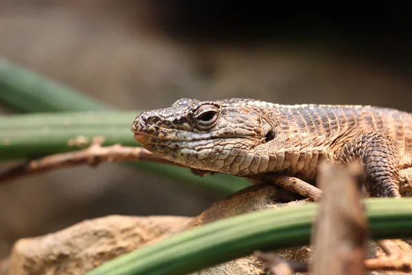 stock image Lizard