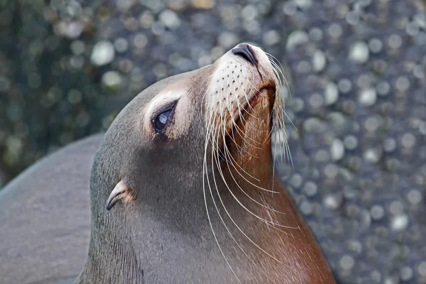 바다 사자 — 스톡 사진