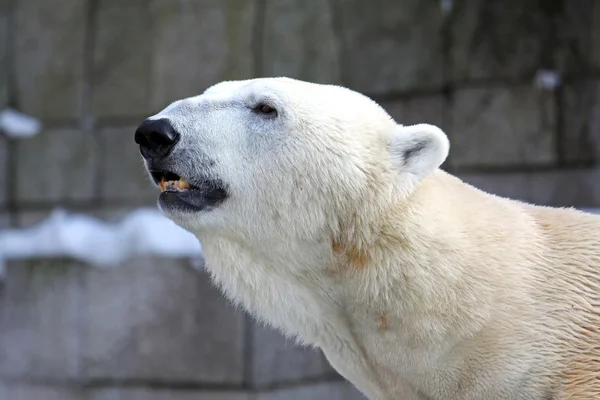 Polarbaer