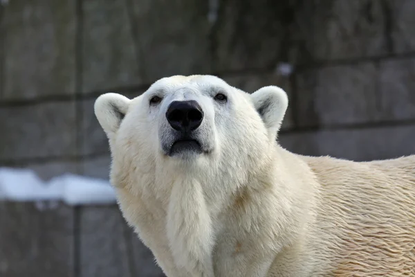 stock image Polar-baer