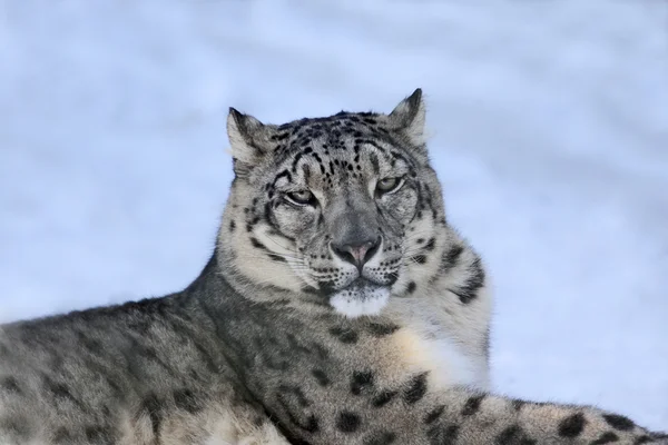 Leopardo de nieve —  Fotos de Stock
