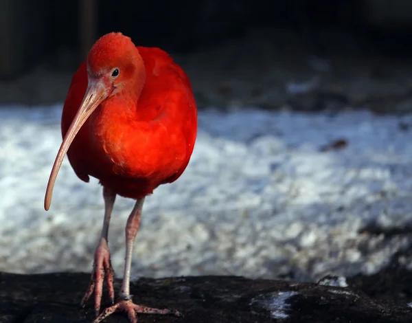 Pájaro rojo — Foto de Stock
