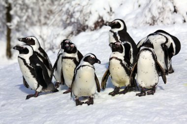 Dwarf penguin clipart
