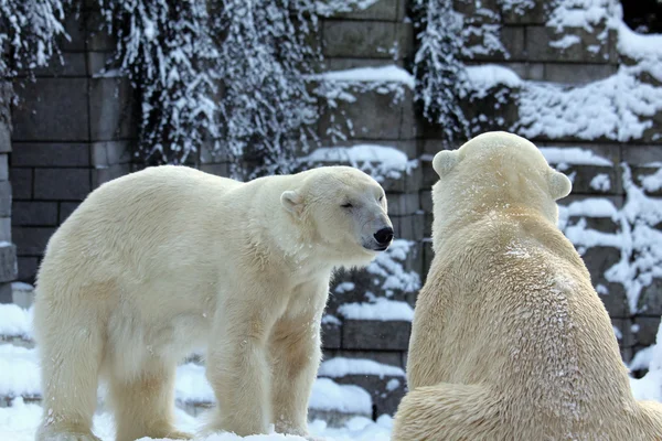 stock image Polar-bear