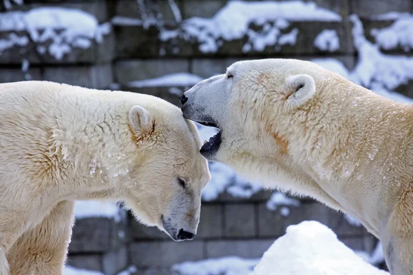 stock image Polar-bear